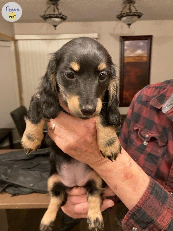 Photo of Purebred Longhaired Mini Dachshund 