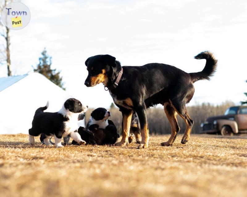 Photo of Border Collie Cross Puppies