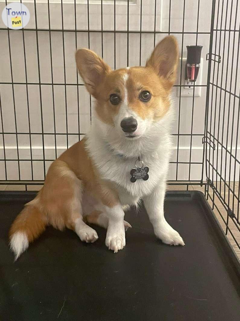 Photo of Corgi to be rehomed