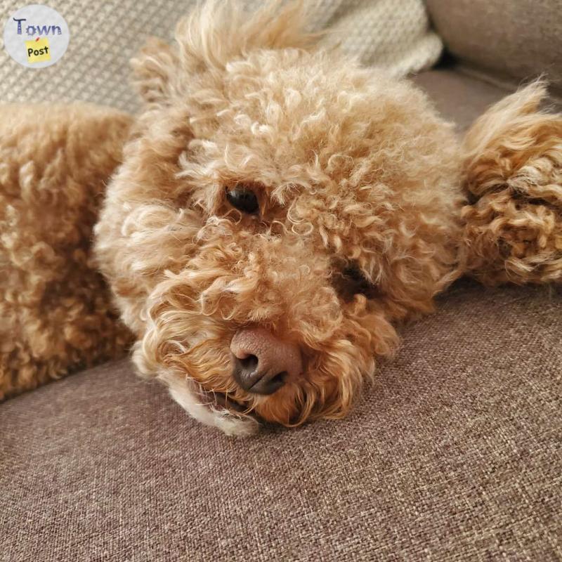 Photo of 3 year old toy poodle