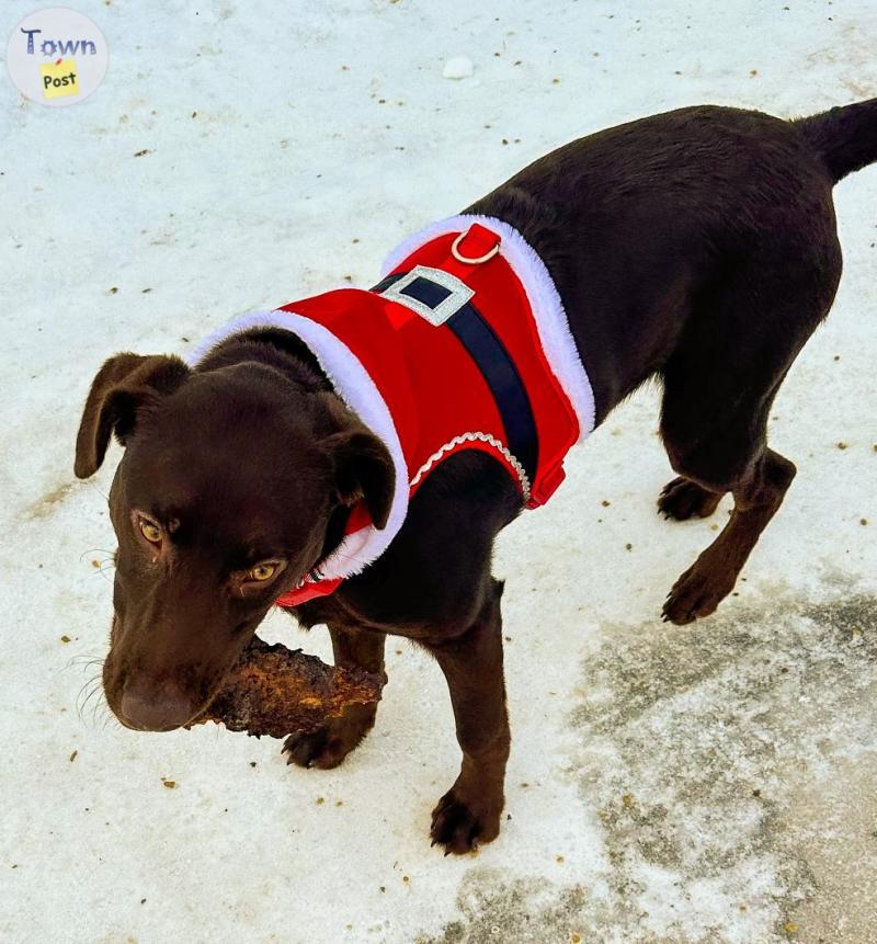 Photo of Lab Puppy