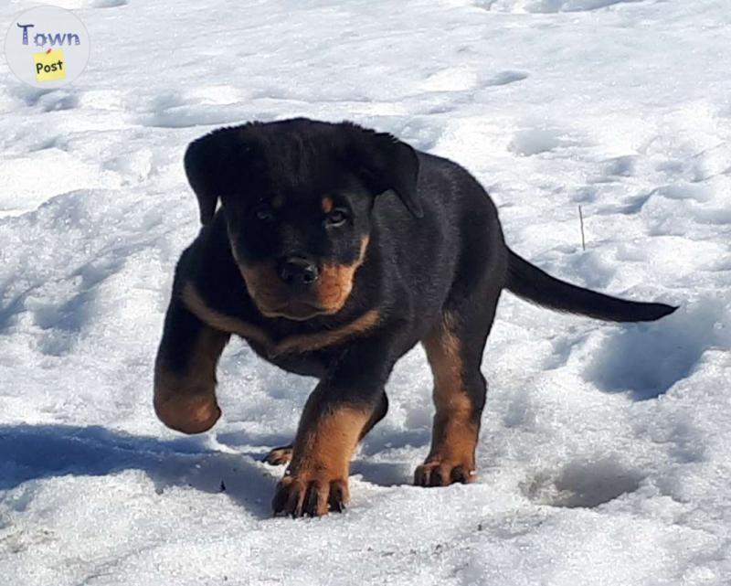 Photo of 2 male pure Rottweiler puppies 