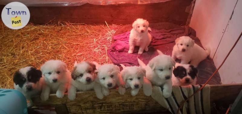 Photo of 5 female GREAT PYRENEES PUPPIES 200$