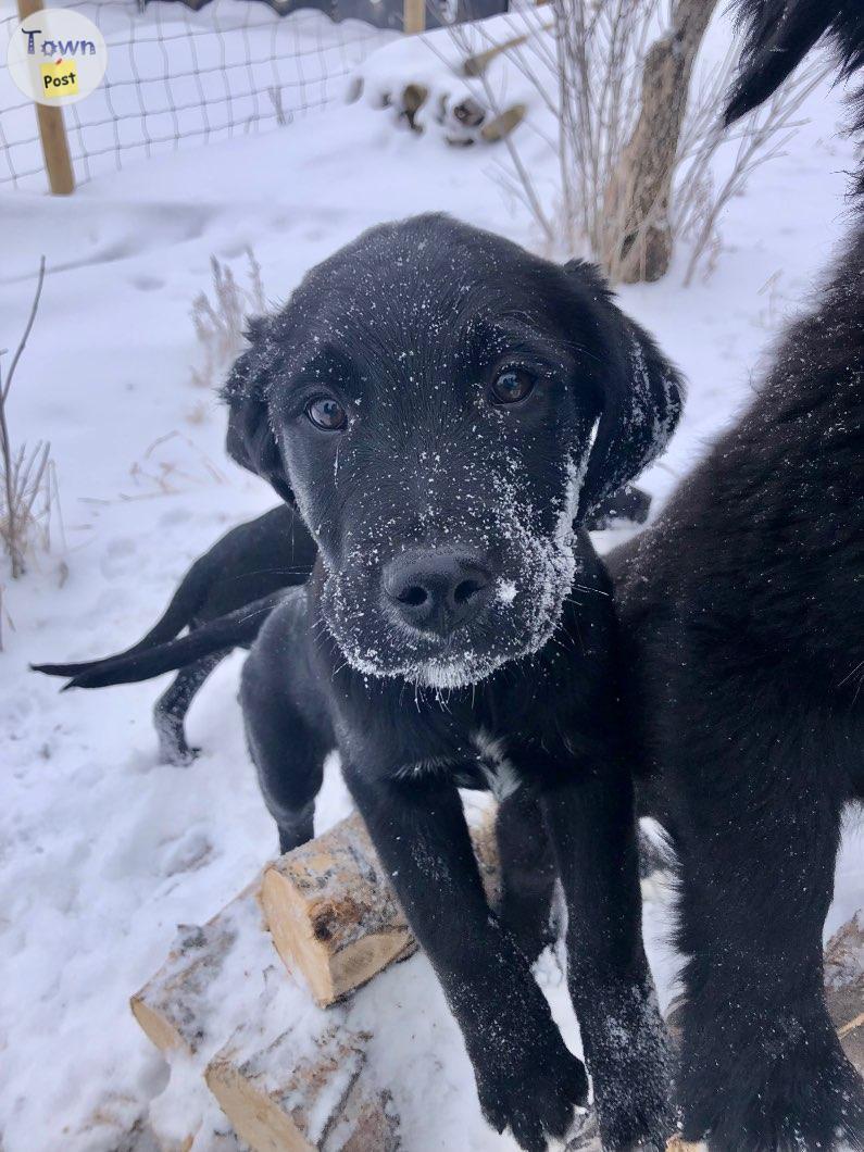 Photo of Golden Mountain Dog Puppies