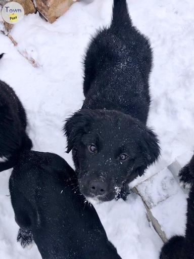 Photo of Golden Mountain Dog Puppies - 2