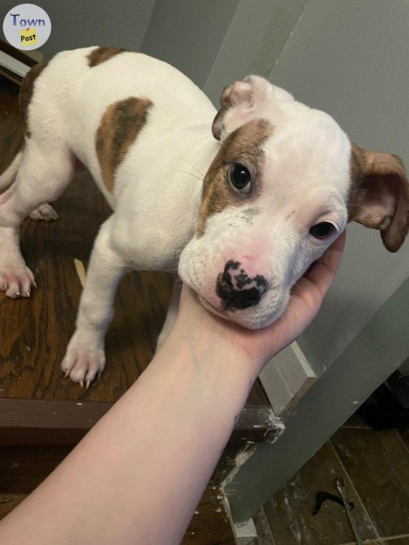 Photo of 11 week old bullmastiff/pit bull puppies ready for their forever home. Come with their first set of shots and deworming. 