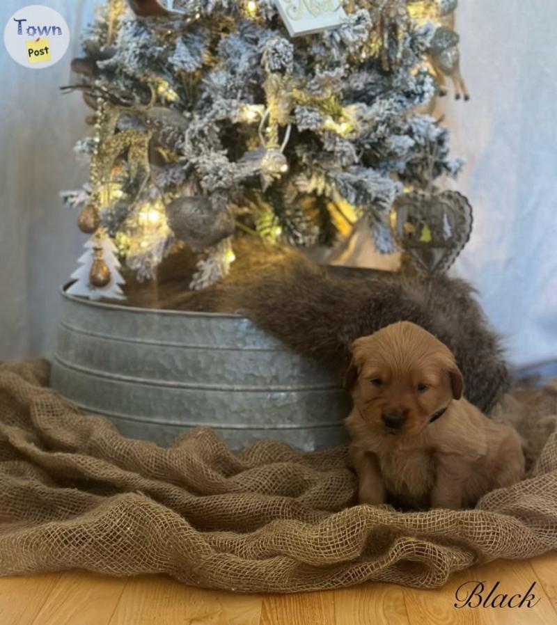 Photo of Golden Retriever Puppies