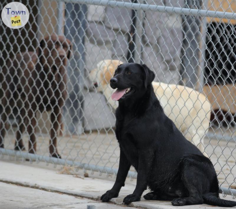 Photo of  Looking for good homes- labrador Retriever Females, 1 Black, 1 charcoal