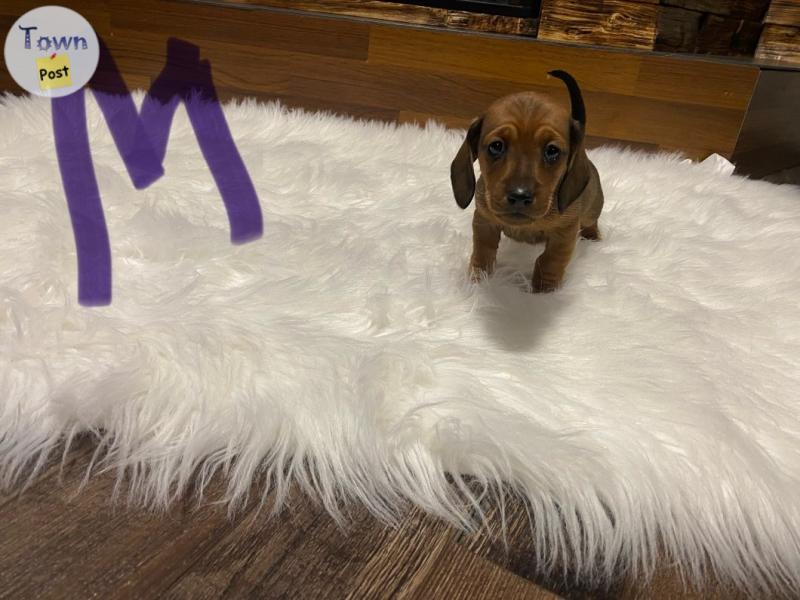 Photo of Mini dachshund 