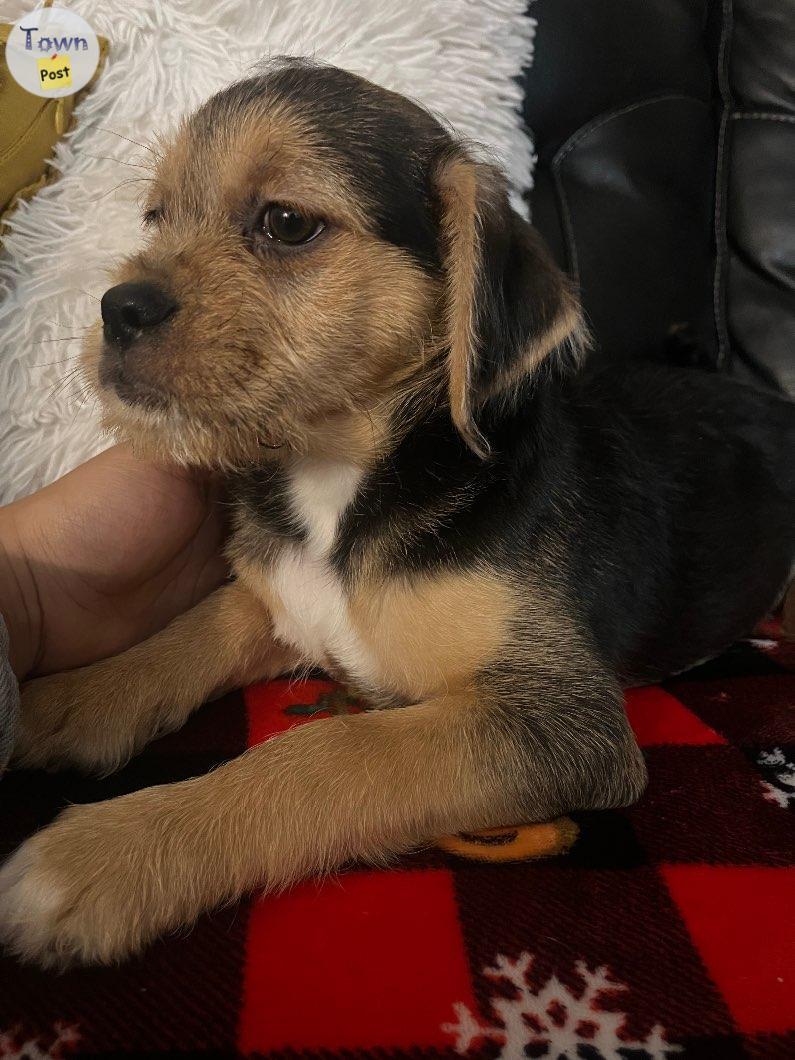 Photo of Pug x Aussiedoodle puppy REHOMING