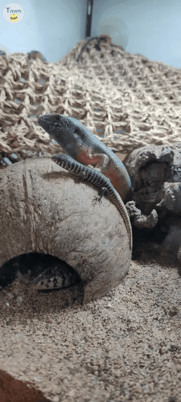 Photo of Baby Kenyan Zebra Skinks - 2