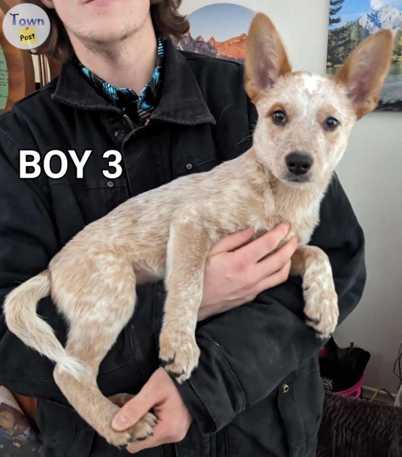 Photo of  Red Heeler Puppies. 