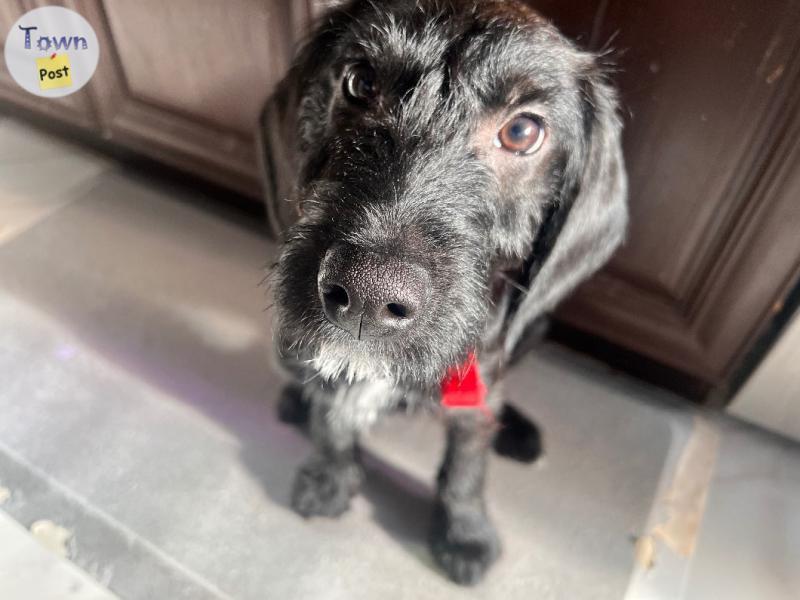 Photo of Labradoodle puppy