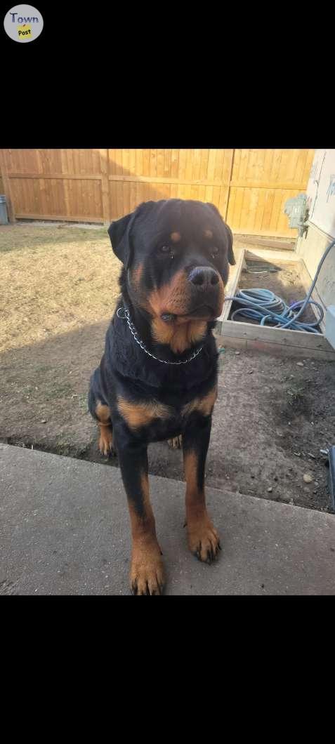 Photo of Rottweiler looking for new home 