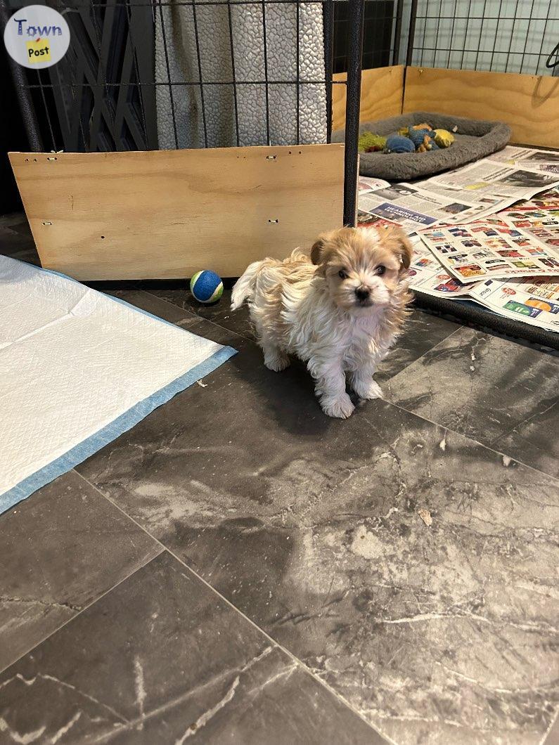 Photo of Yorkie poo pups