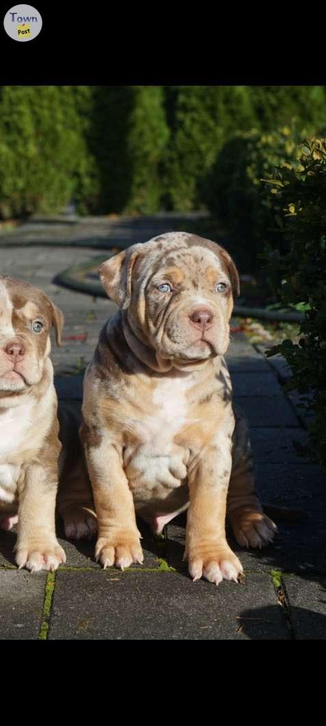 Photo of XL American Bully Puppy