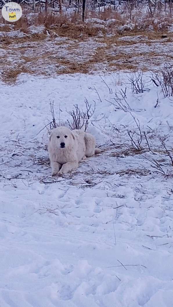 Photo of Young sheep dogs or gaurd dogs forsale 