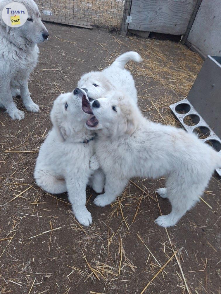 Photo of Maremma puppies- purebred