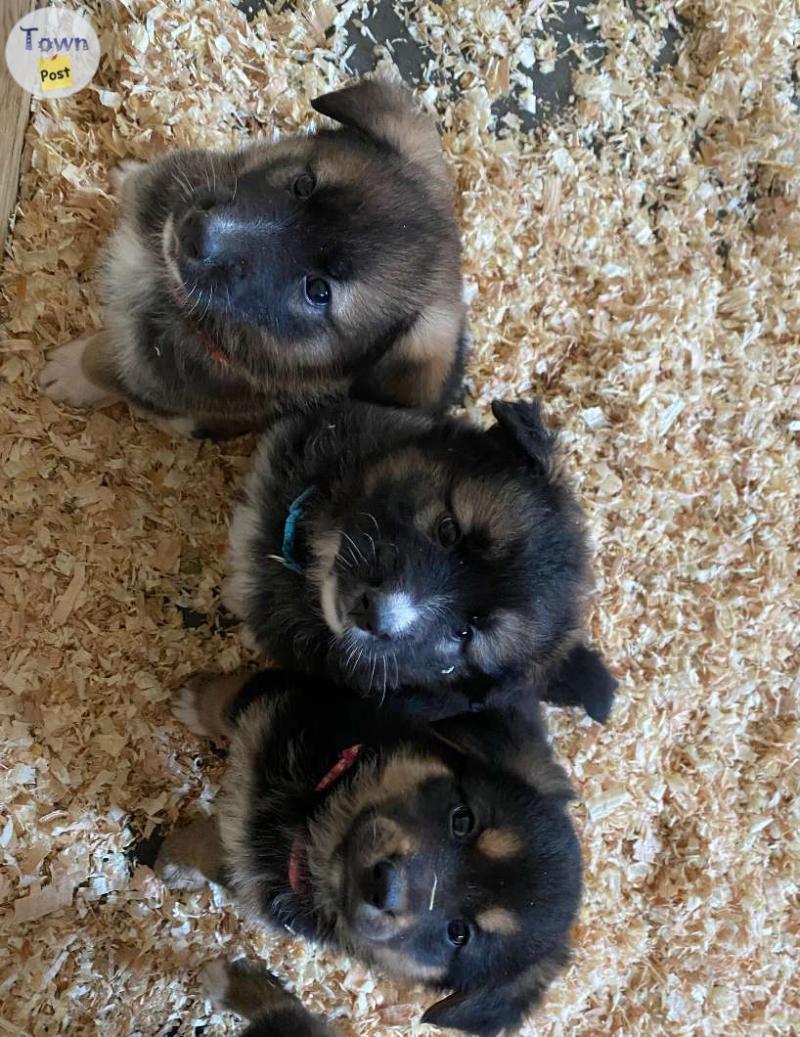 Photo of loved German Shepherd x puppies