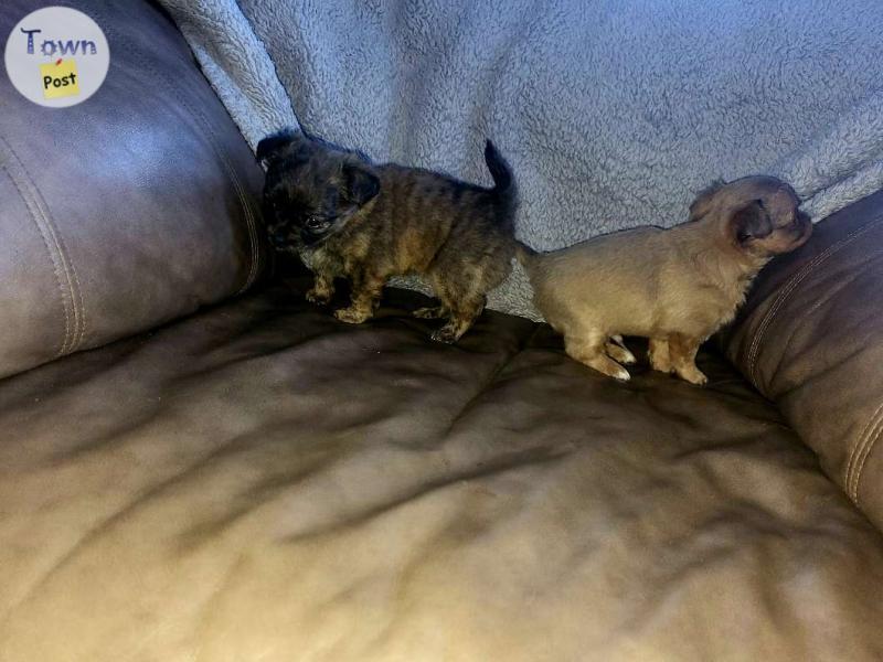 Photo of Beautiful Chihuahua chi/teacup puppies 