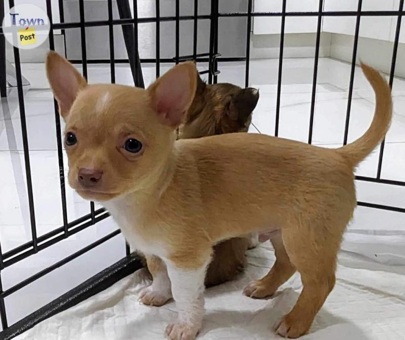 Photo of chihuahua applehead teacup