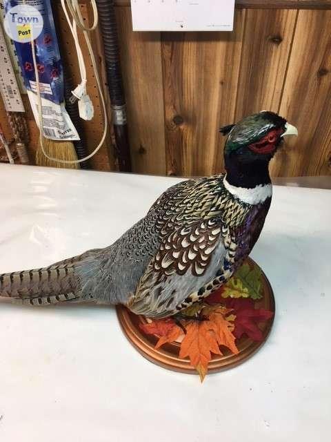 Photo of Ring neck pheasant