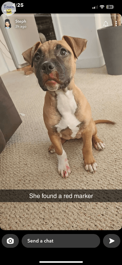 Photo of American pit bull puppies 