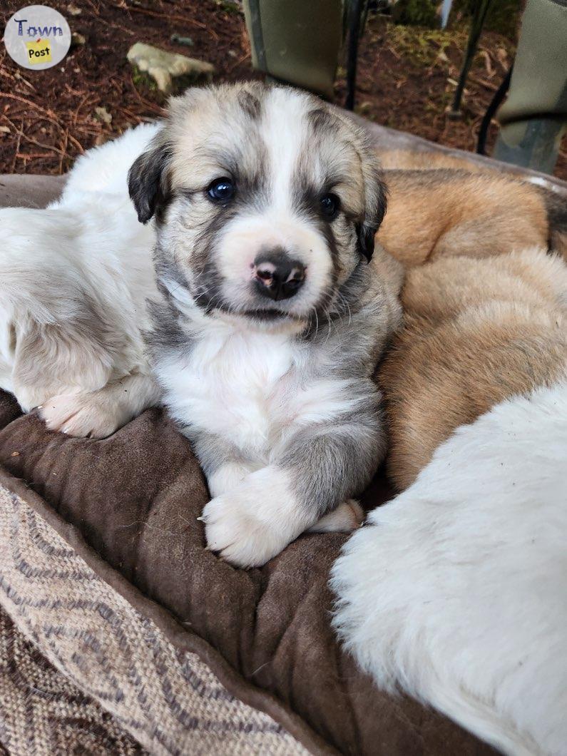 Photo of Pyrenees, Anatolian shepherd. LGD’s