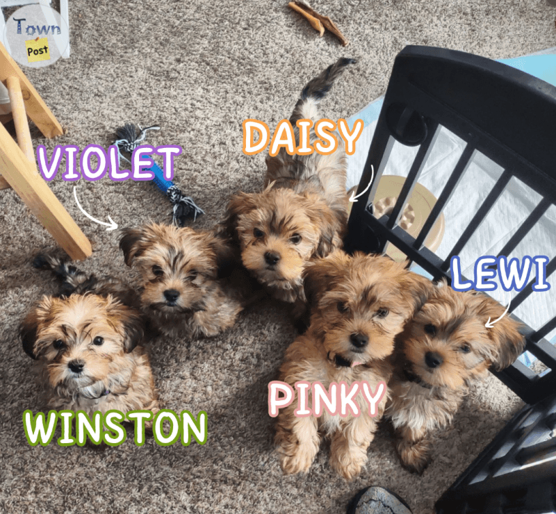 Photo of Yorkie Shihtzu puppies for sale