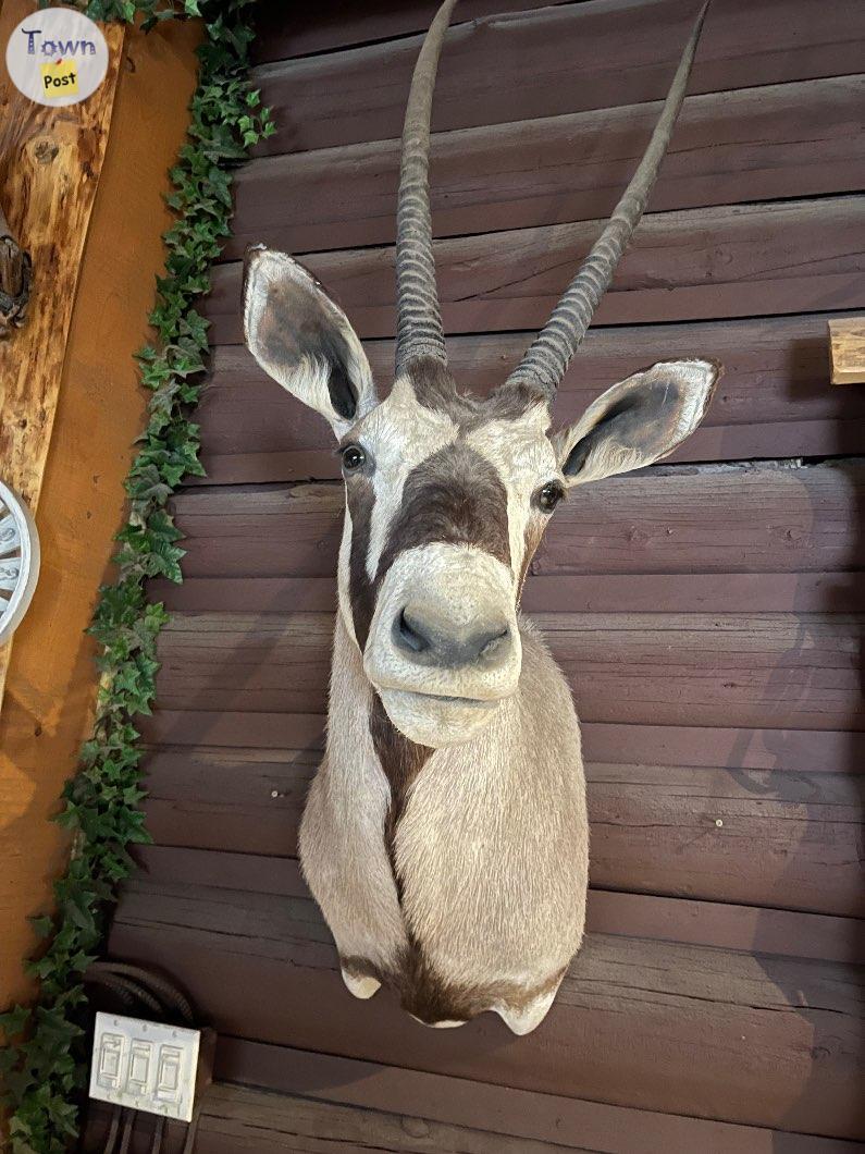 Photo of African Head Mounts