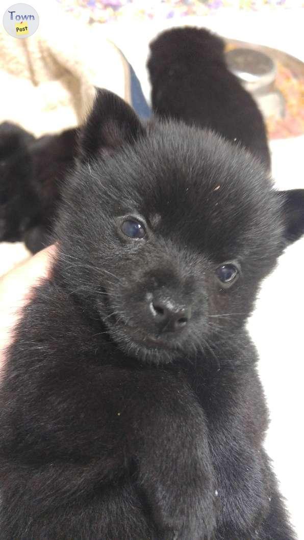 Photo of purebred Schipperke puppies for sale