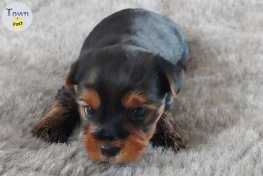 Photo of Yorkies - Pure breed - 1