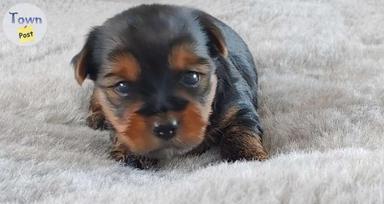 Photo of Yorkies - Pure breed - 2