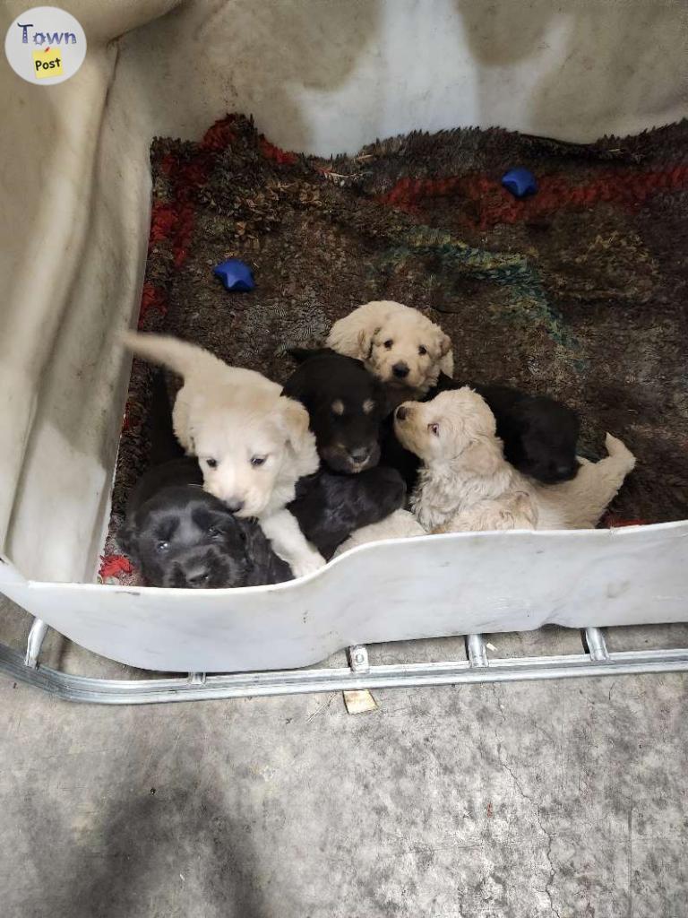 Photo of Puppies 