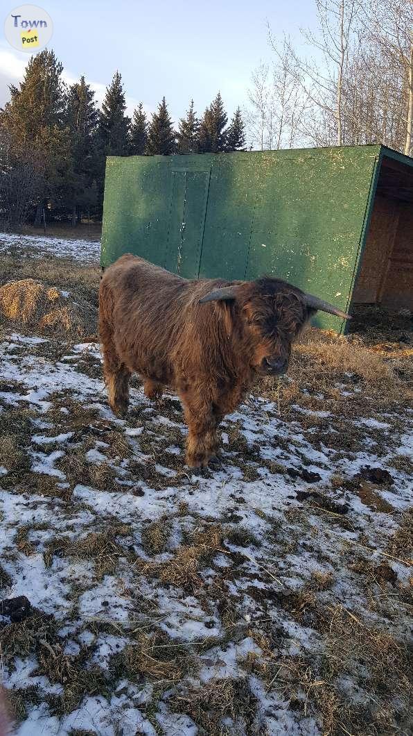 Photo of Scottish Highland Bull For Sale - Sherwood Park