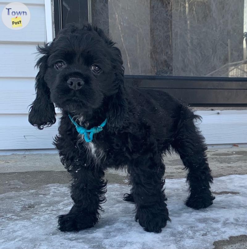 Photo of Beautiful American Cocker Spaniel Puppies