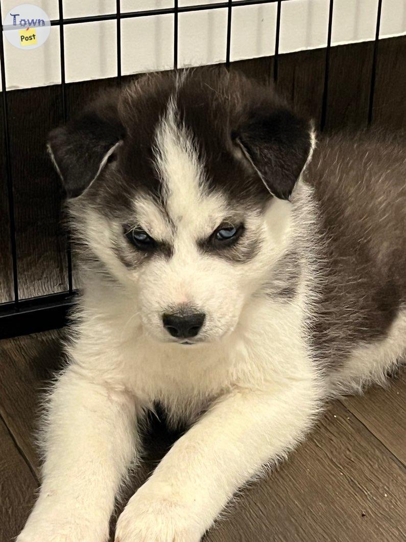 Photo of Siberian Husky Puppies