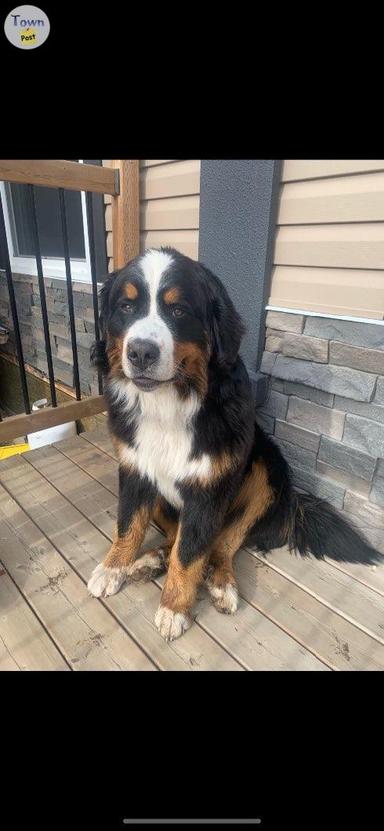 Photo of Bernese Mnt Dog Stud  - 1