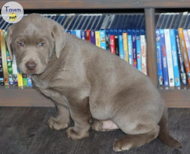 Photo of Light Silver Male Labrador Retriever