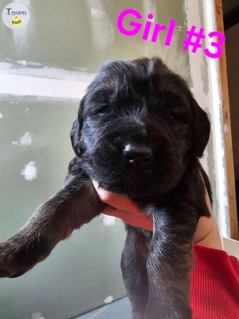 Photo of Great Pyradane Newfoundlander Puppies