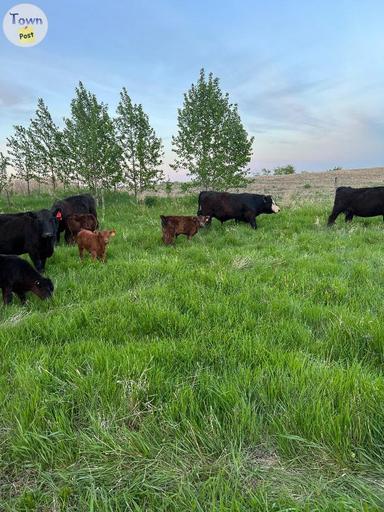 Photo of ISO Bred Cows with pasture  - 1