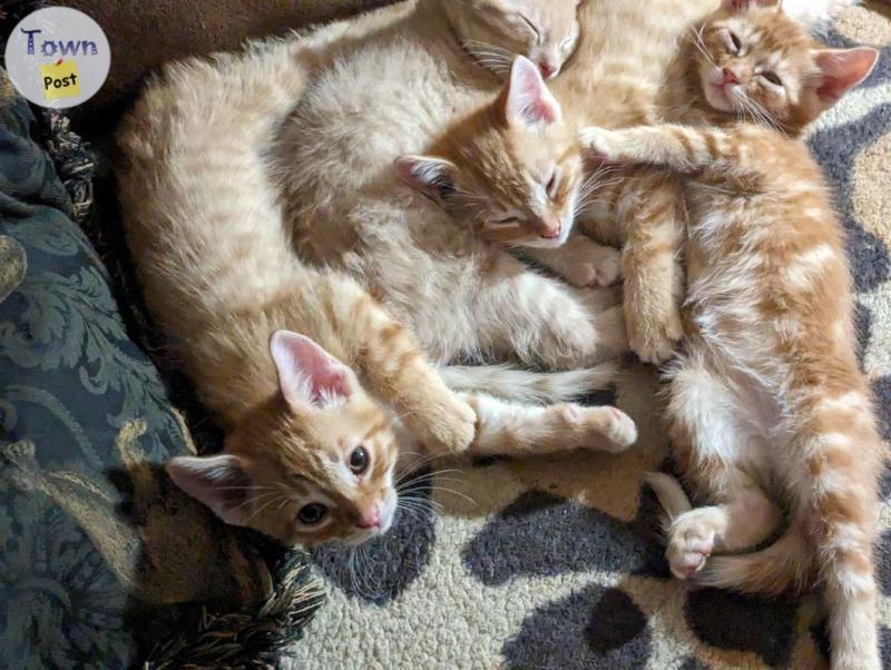 Photo of Free indoor kittens 