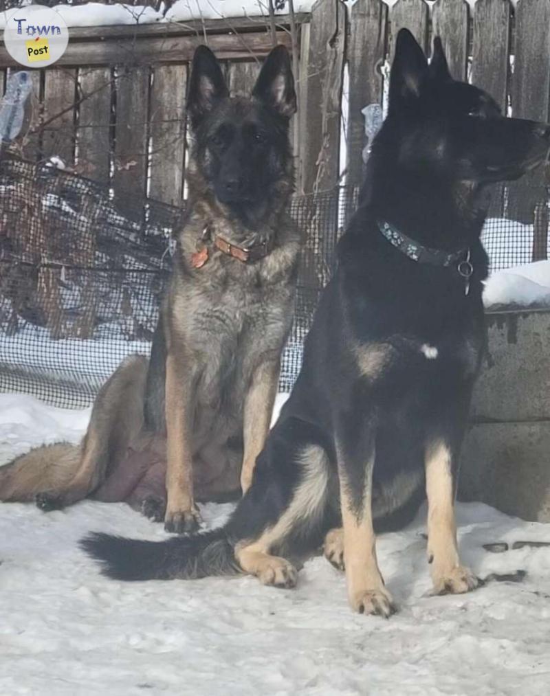 Photo of German Shepherd Puppies