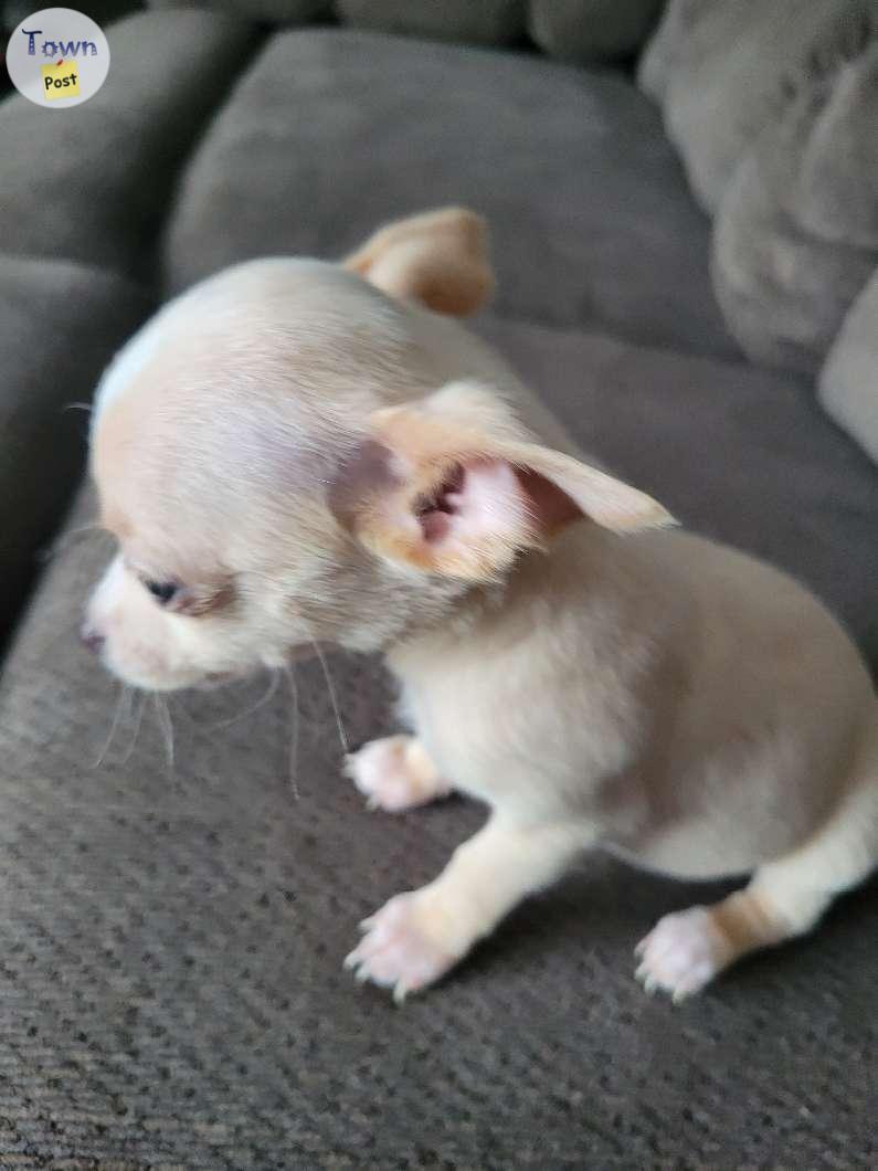 Photo of Chihuahua for sale