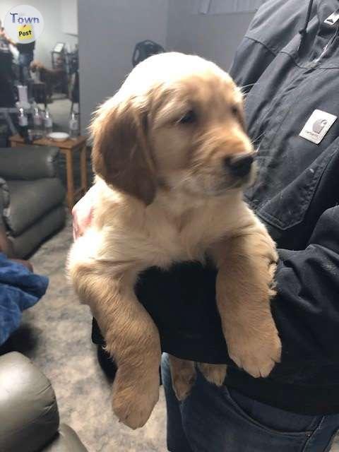 Photo of Golden retriever puppies - Prince George 