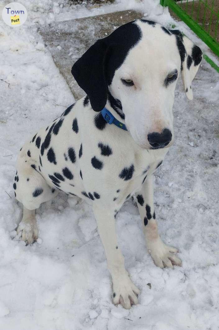 Photo of Dalmatian 