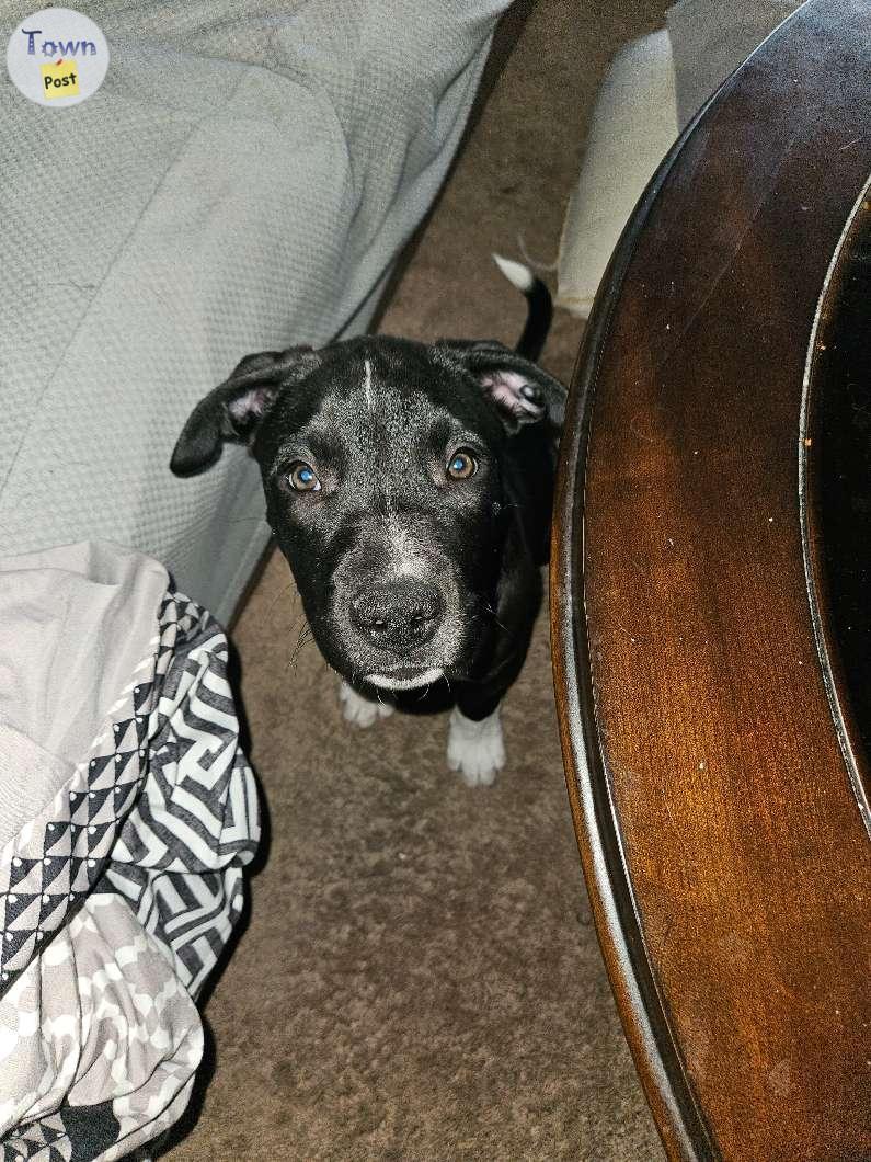 Photo of Blue heeler cross puppies