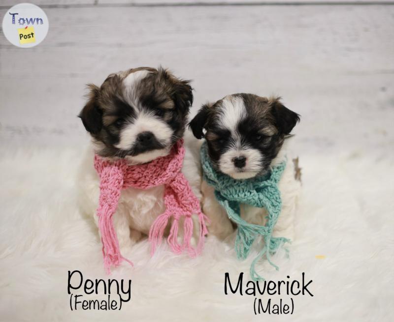 Photo of Maltese, Shih Tzu, bichon puppies for rehoming