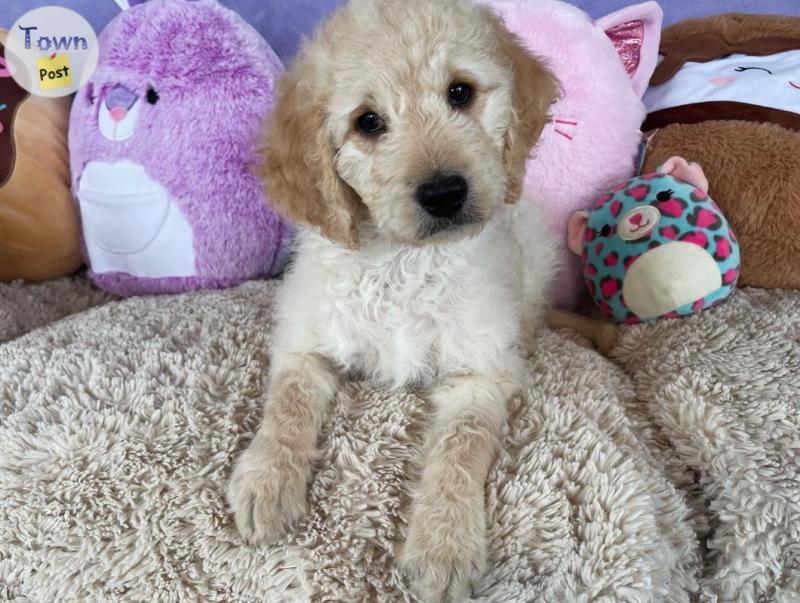 Photo of Goldendoodle puppies