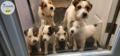 Photo of Pure bred Jack Russell Terrier puppies - 1